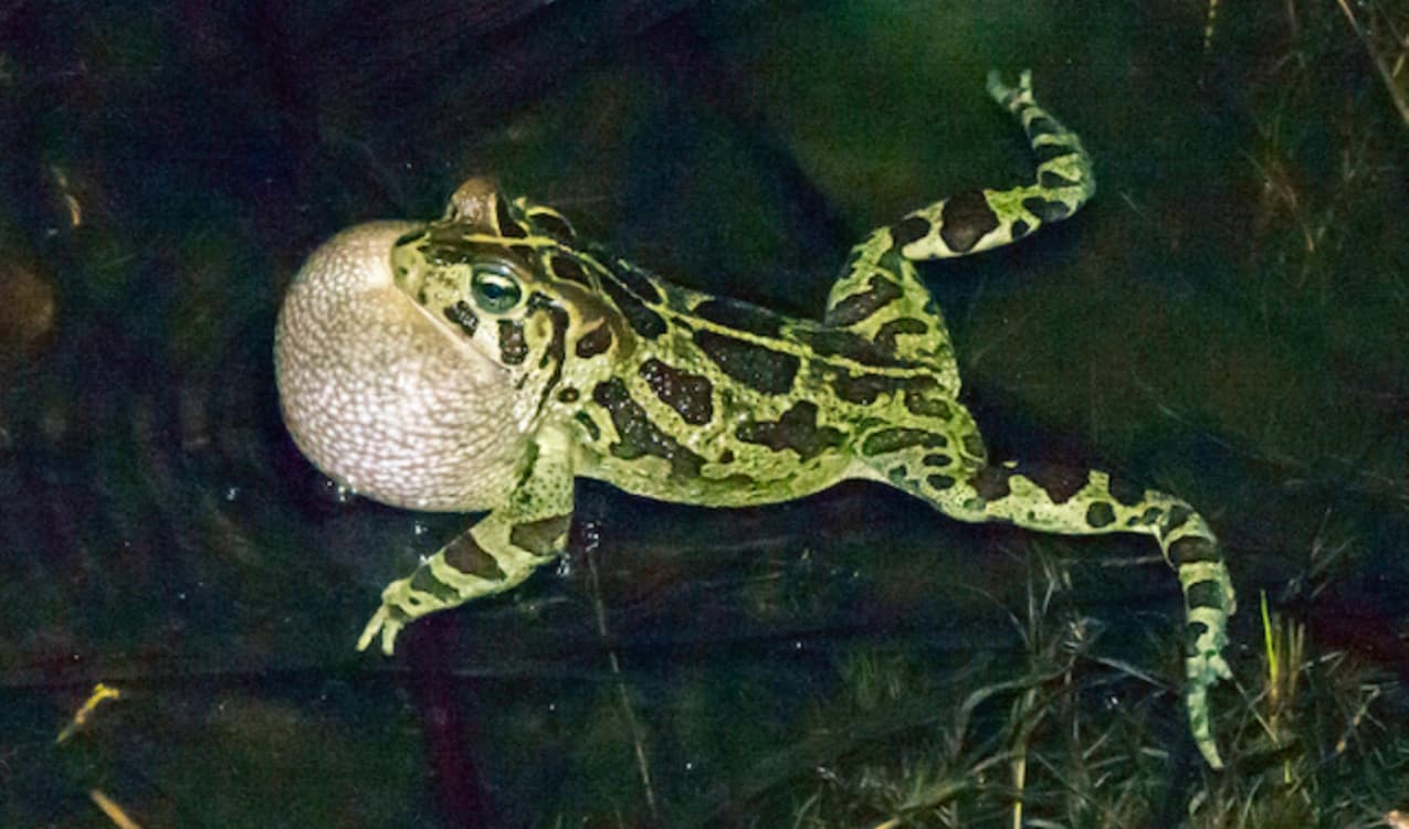 It’s “Toad versus Road” in the Cape High Court