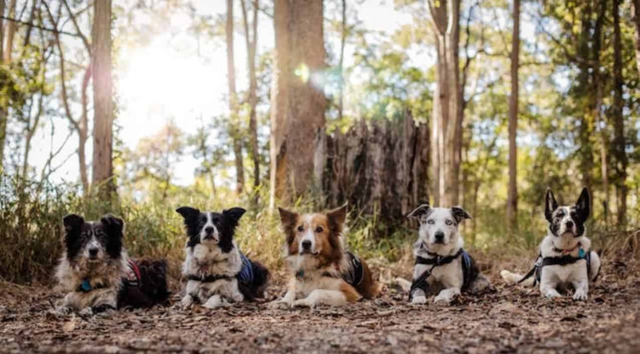 Dogs are incredible – if unlikely – allies in conservation - SA People