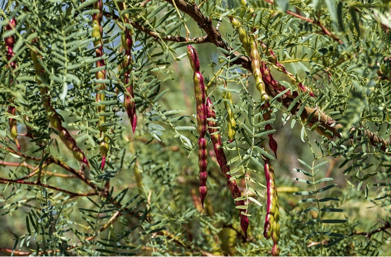 plant coffee alternative