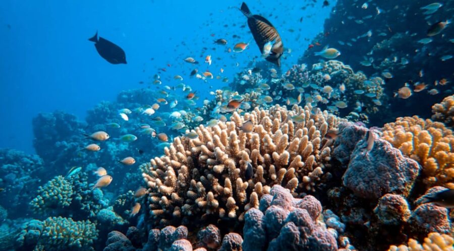 Australia’s Great Barrier Reef struggles to survive