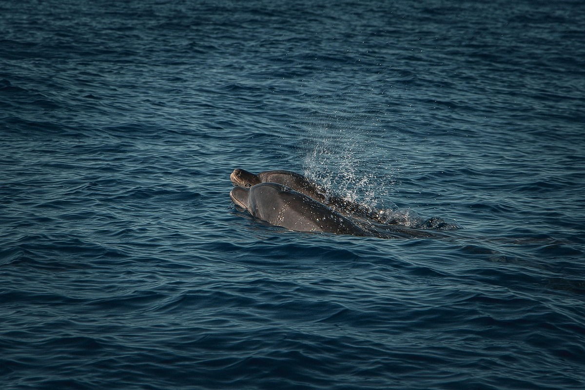 Whale watching