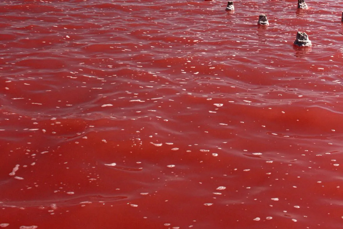 lake in Johannesburg