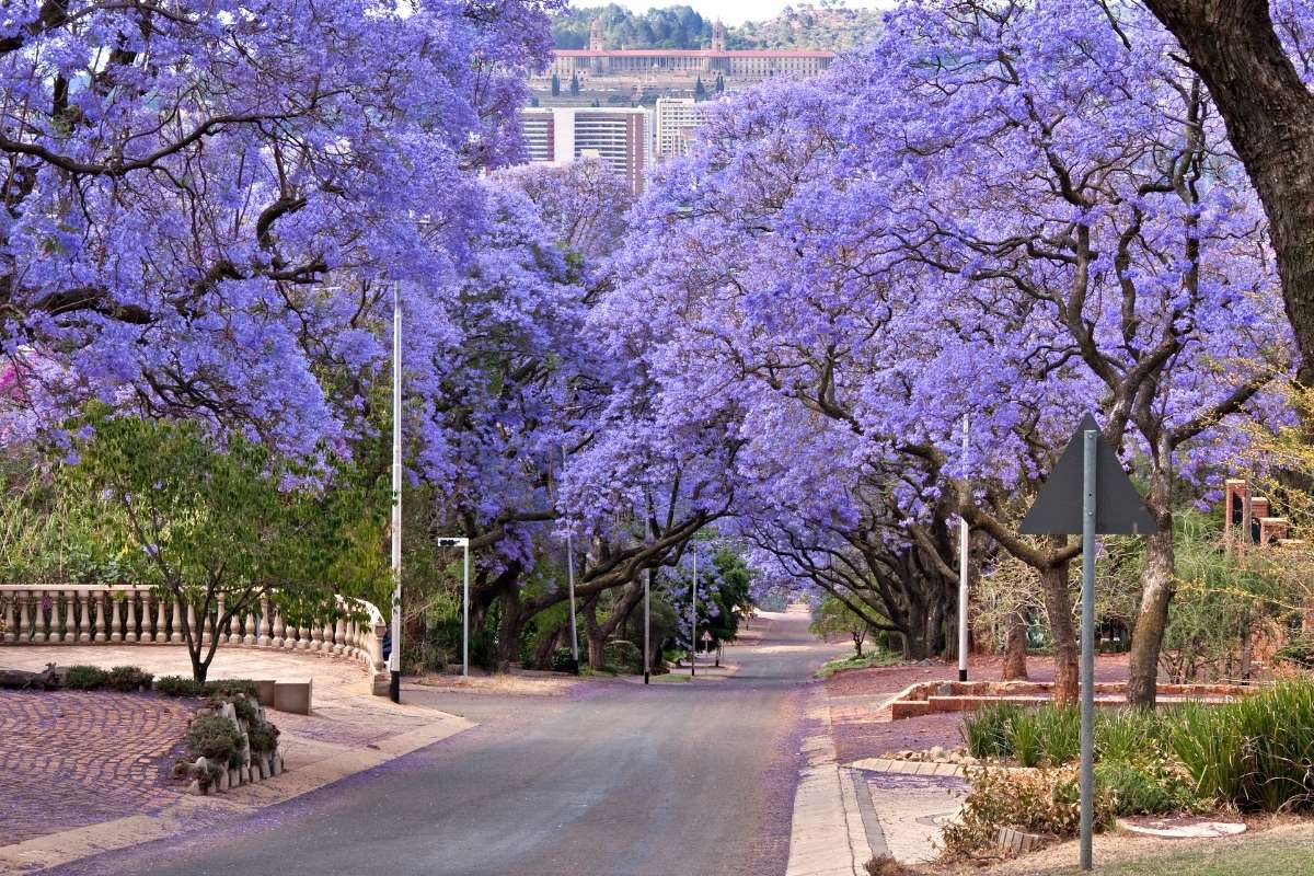jacaranda season