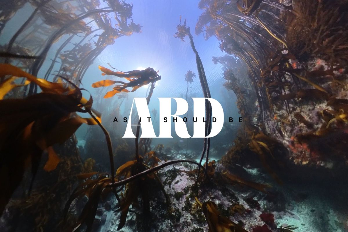 Ard Matthews New Album