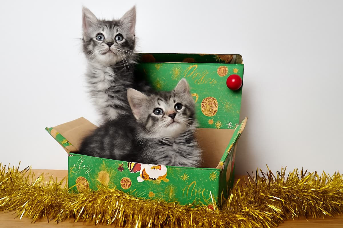 Images of two kittens in Christmas gift box, to accompany an article about adopting cats