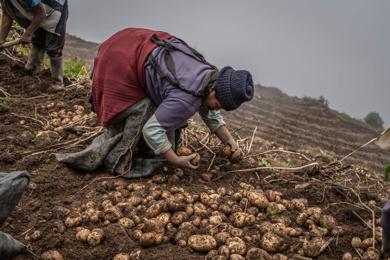 Image of a woman picking potatoes in a field. This image accompanies an article about Botswana imposing a ban on key produce from South Africa and other neighbouring countries