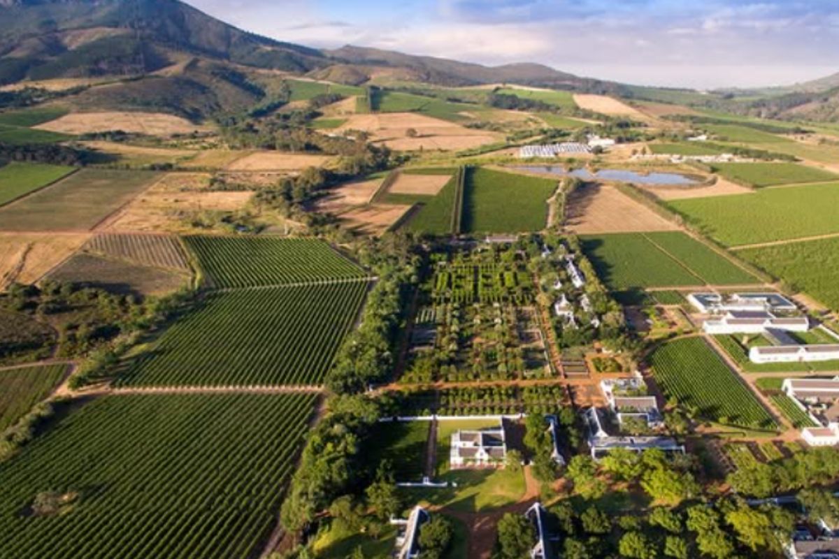 South African Winelands vineyards