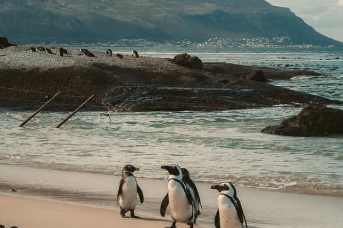 African penguins at Boulders Beach. This image accompanies an article about the Happy Feet, a movie about penguins