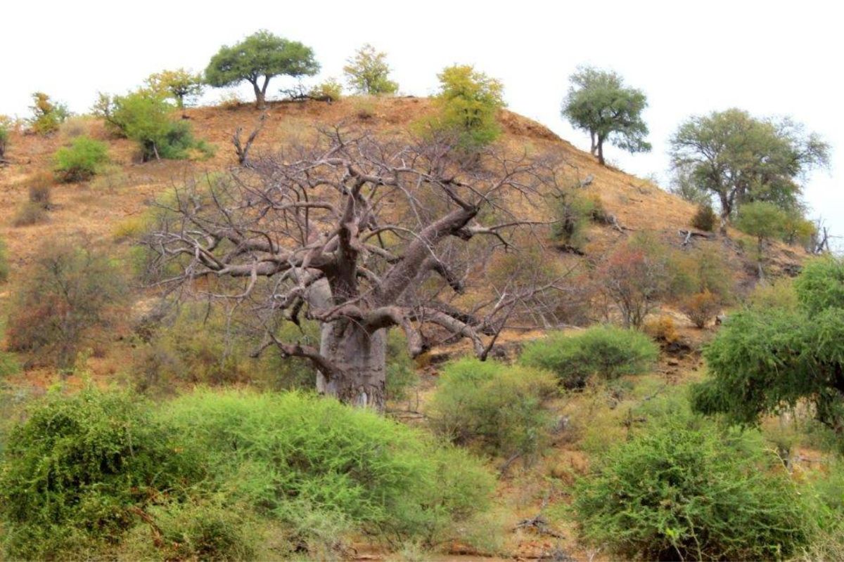 Discover the magic of Limpopo through wildlife, big skies, baobabs, and cultural treasures at South Africa’s northern edge.