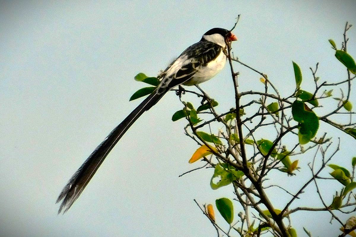 meanest bird on earth