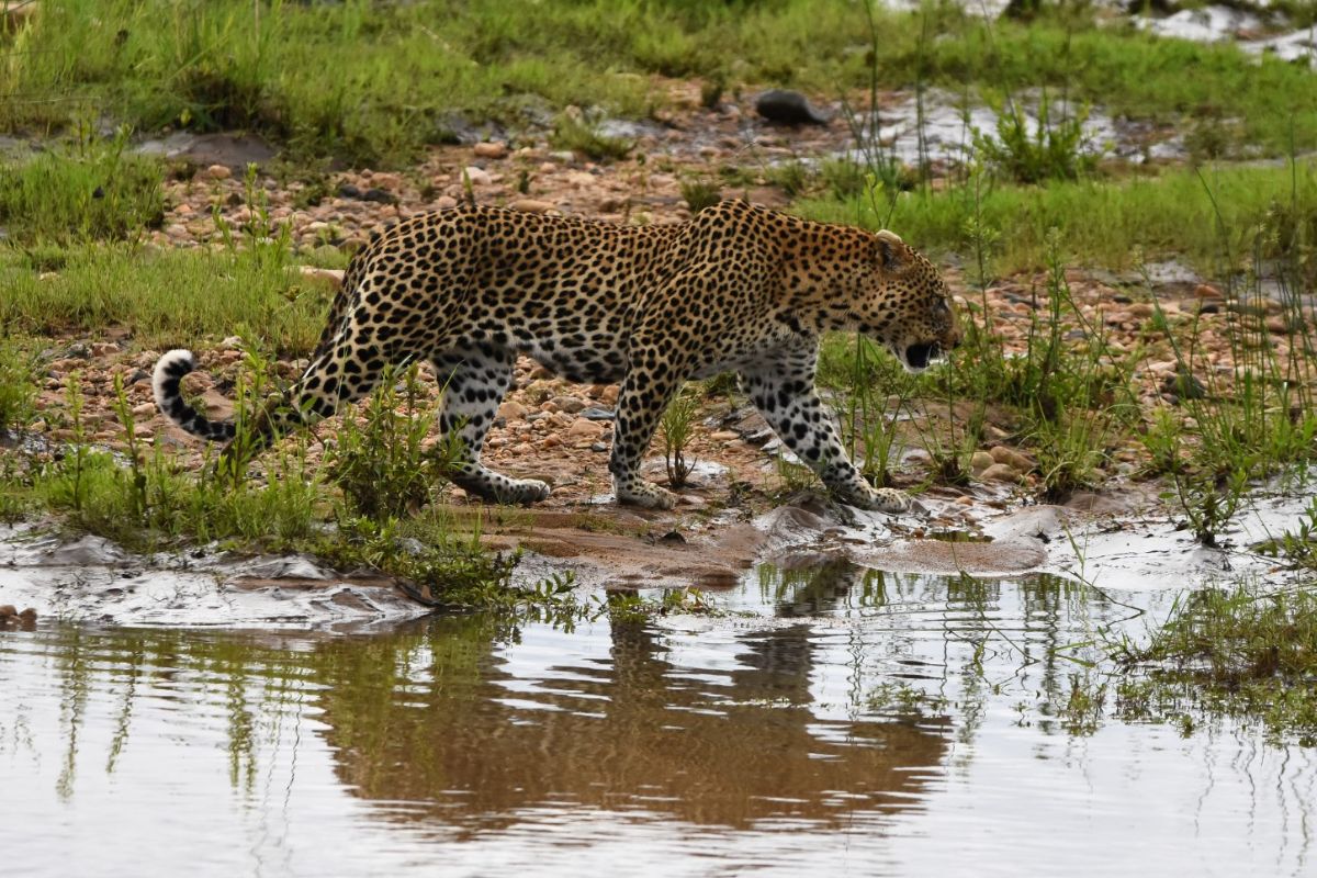 Leopards face growing pressure across southern Africa. New research in Botswana and South Africa aims to reveal how many remain.