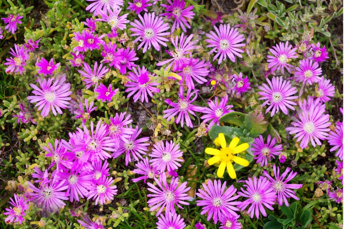 Flower season in Namaqualand is still underway. Find out where flowers remain, when to visit, and why August is not too late.