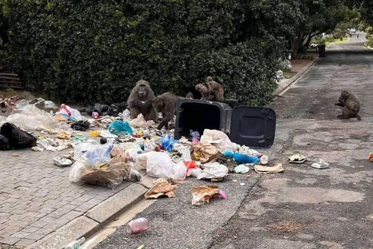 Baboons in Cape Town face relocation and confinement plans as residents, conservationists and activists debate fair treatment.