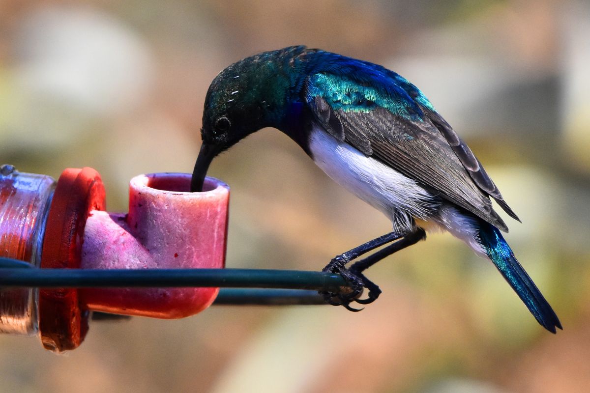 A bird in your garden can bring daily joy, but feeding wild birds needs care. Learn what to offer, what to avoid and how to feed safely.