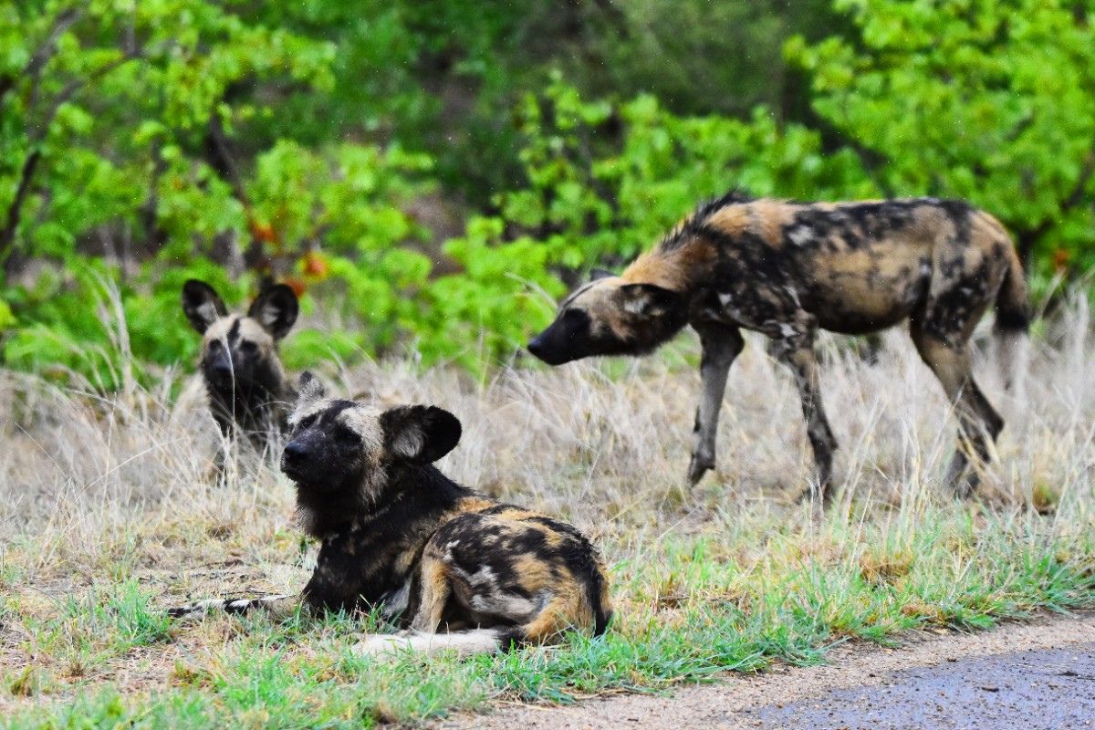 Three wild dog brothers walked 4 126km across Zambia, setting an African mammal record while dodging roads, cities and rivers.