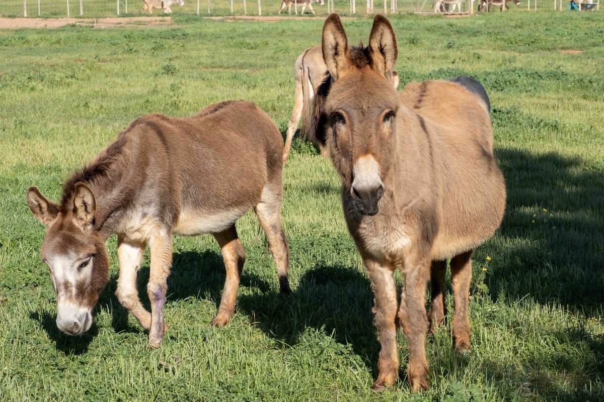 Donkeys find refuge at Eseltjiesrus near McGregor, where rescued animals receive lifelong care and visitors learn more about them.