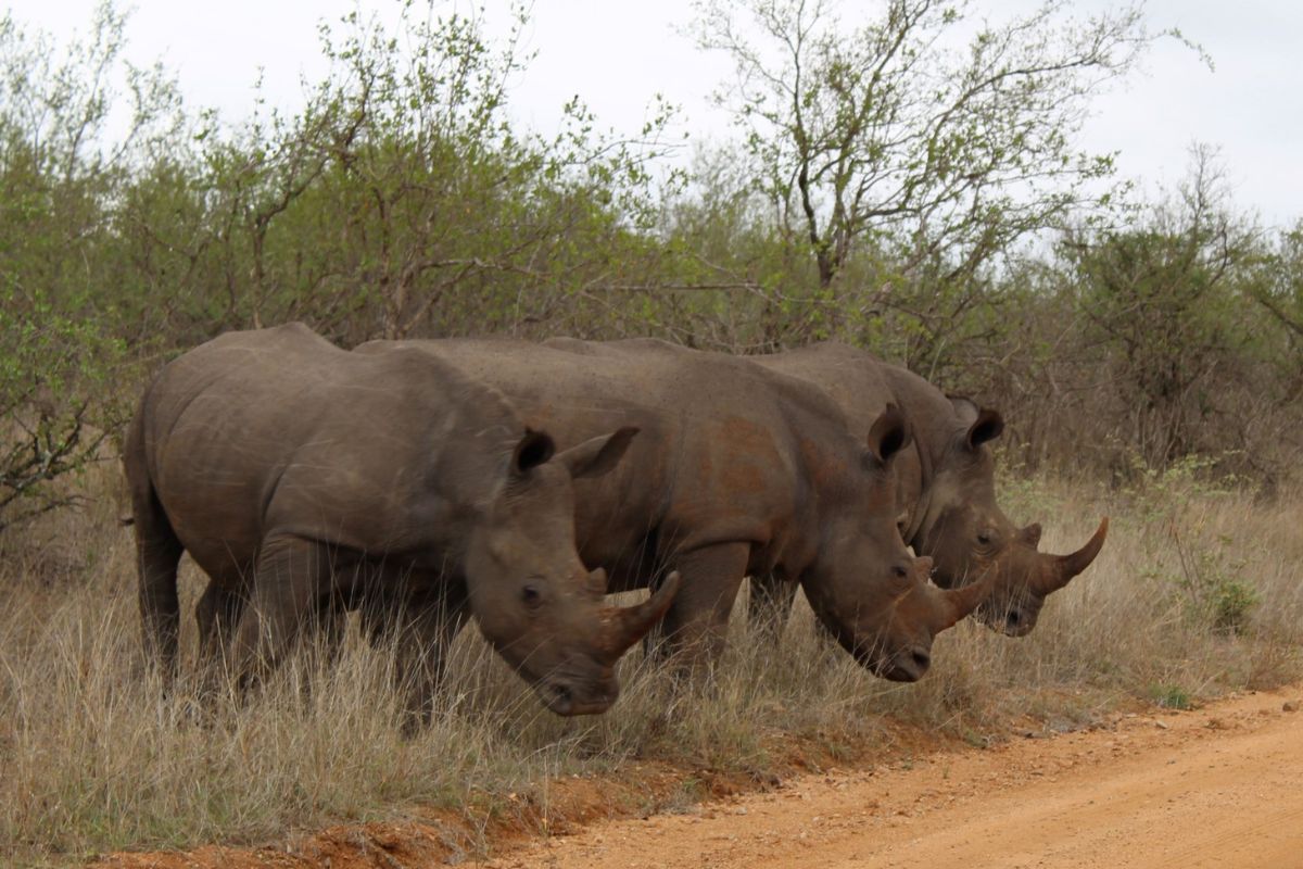 Plan a day in a SANParks destination during SA National Parks Week, with free entry, wildlife, trails and landscapes across South Africa.