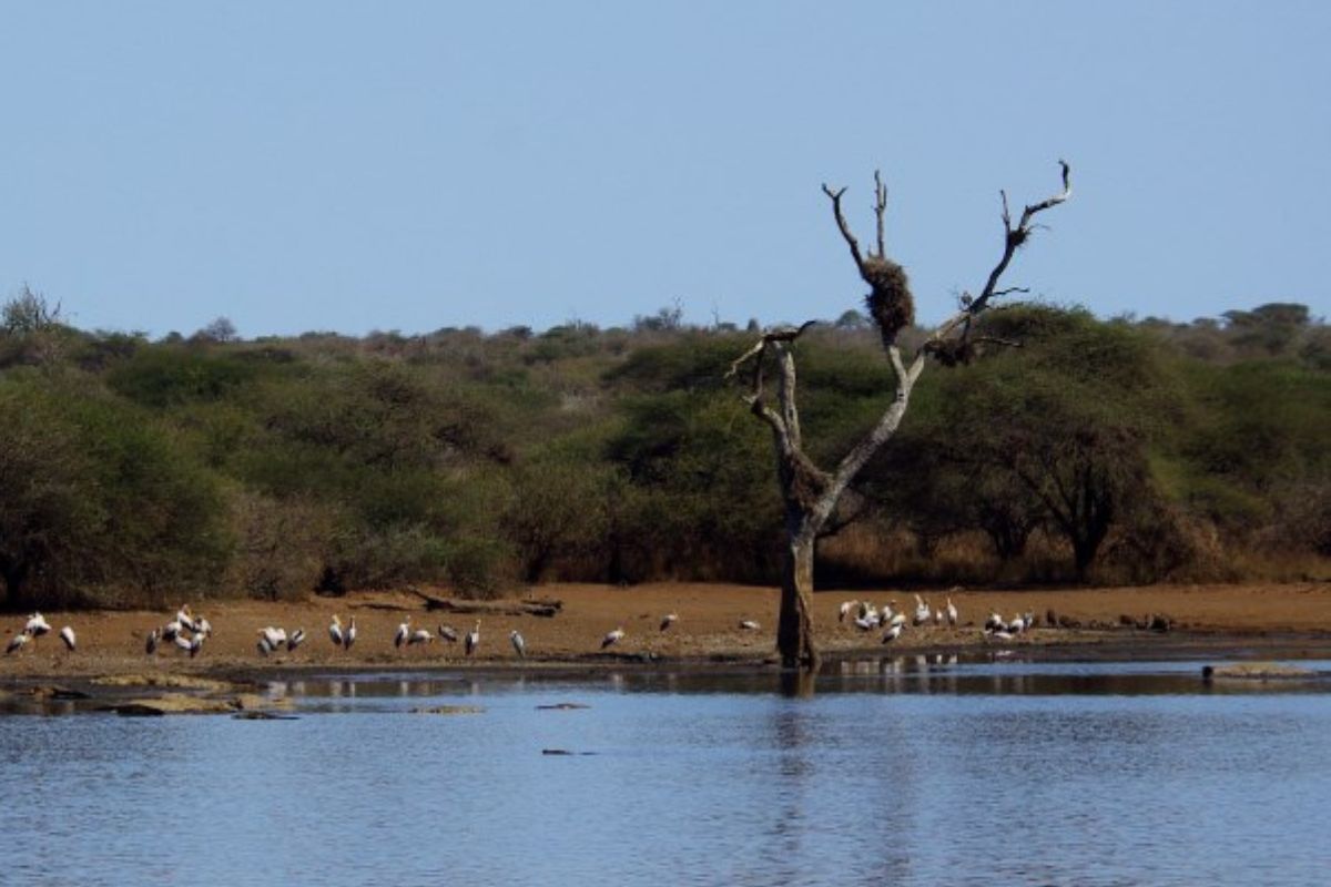 An alleged illegal fisherman died after fleeing rangers at Kruger’s Mestel Dam, where fishing is prohibited. Three suspects face charges.