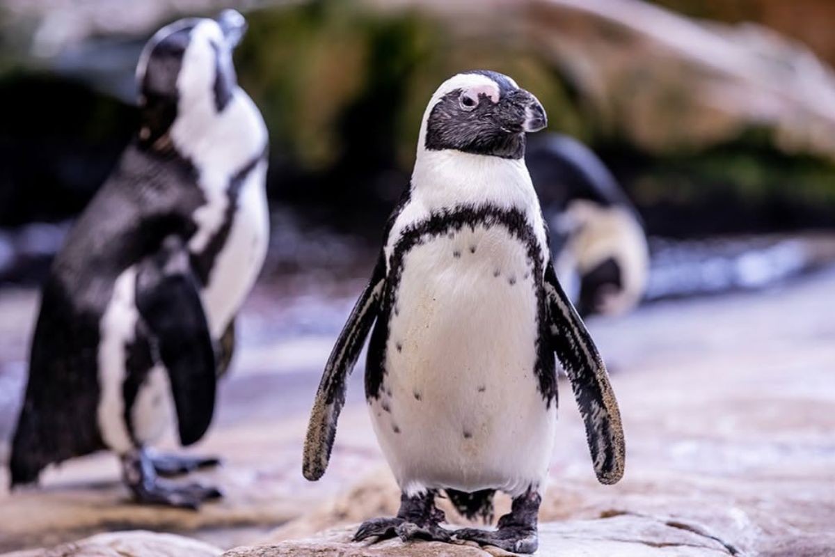 African penguins and rabbits have been welcomed at an American university, where students study their romance, reproduction and conservation.