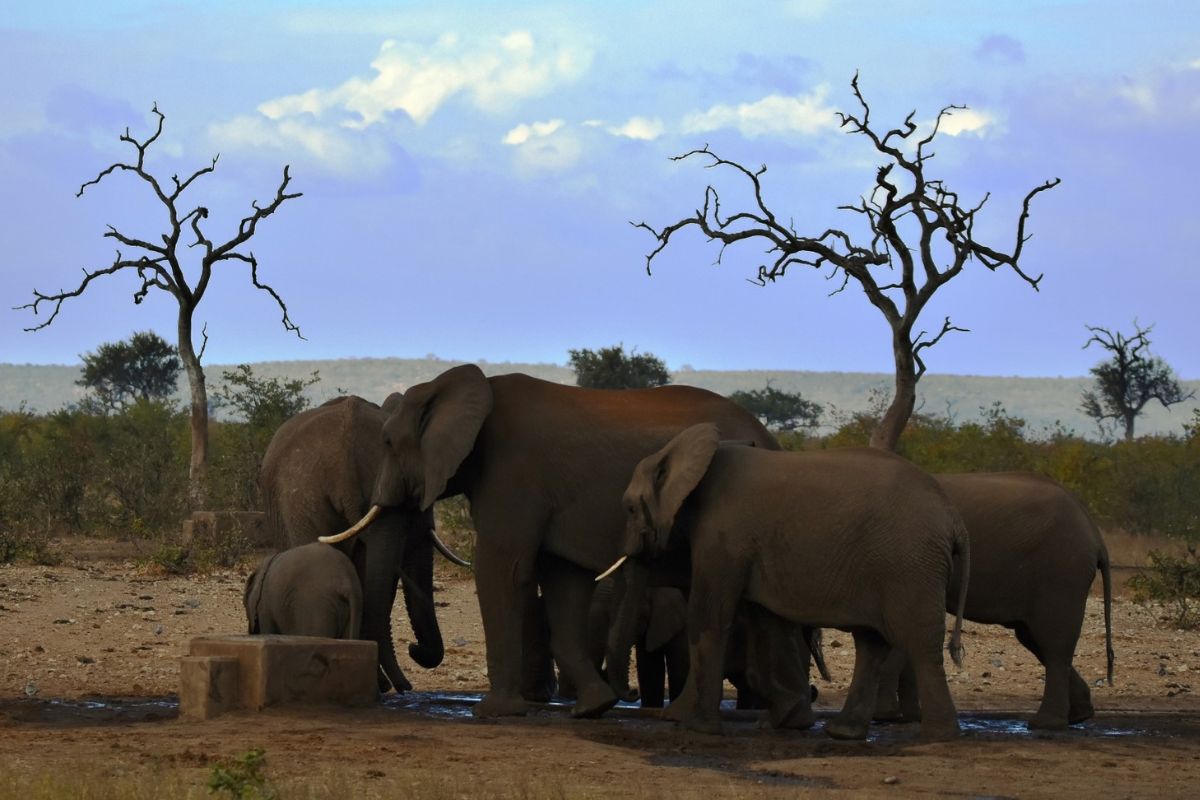 Do you dream of visiting Kruger? Find out what entry, accommodation, and activities will cost, and if South Africans can expect discounts.