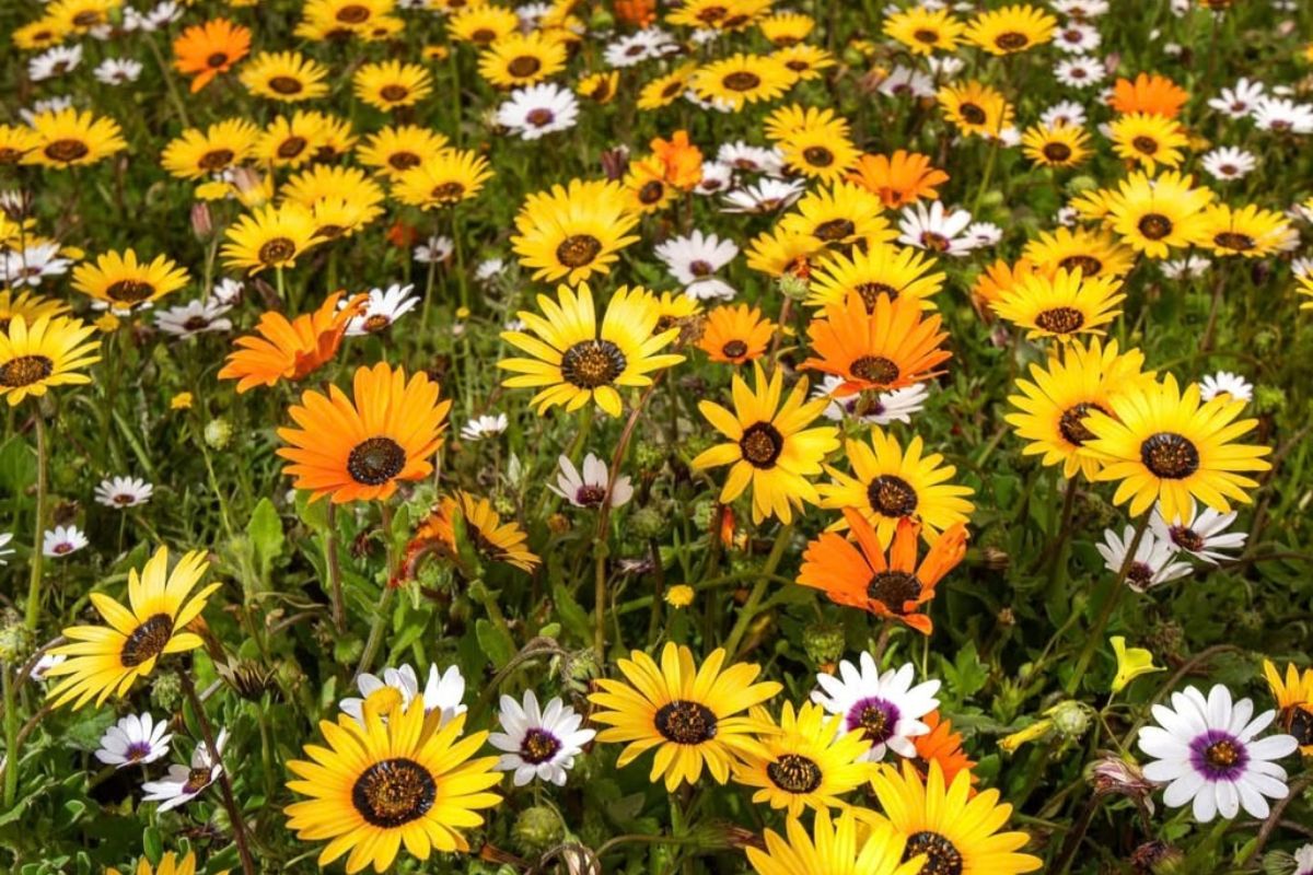 Flowers in Western Cape