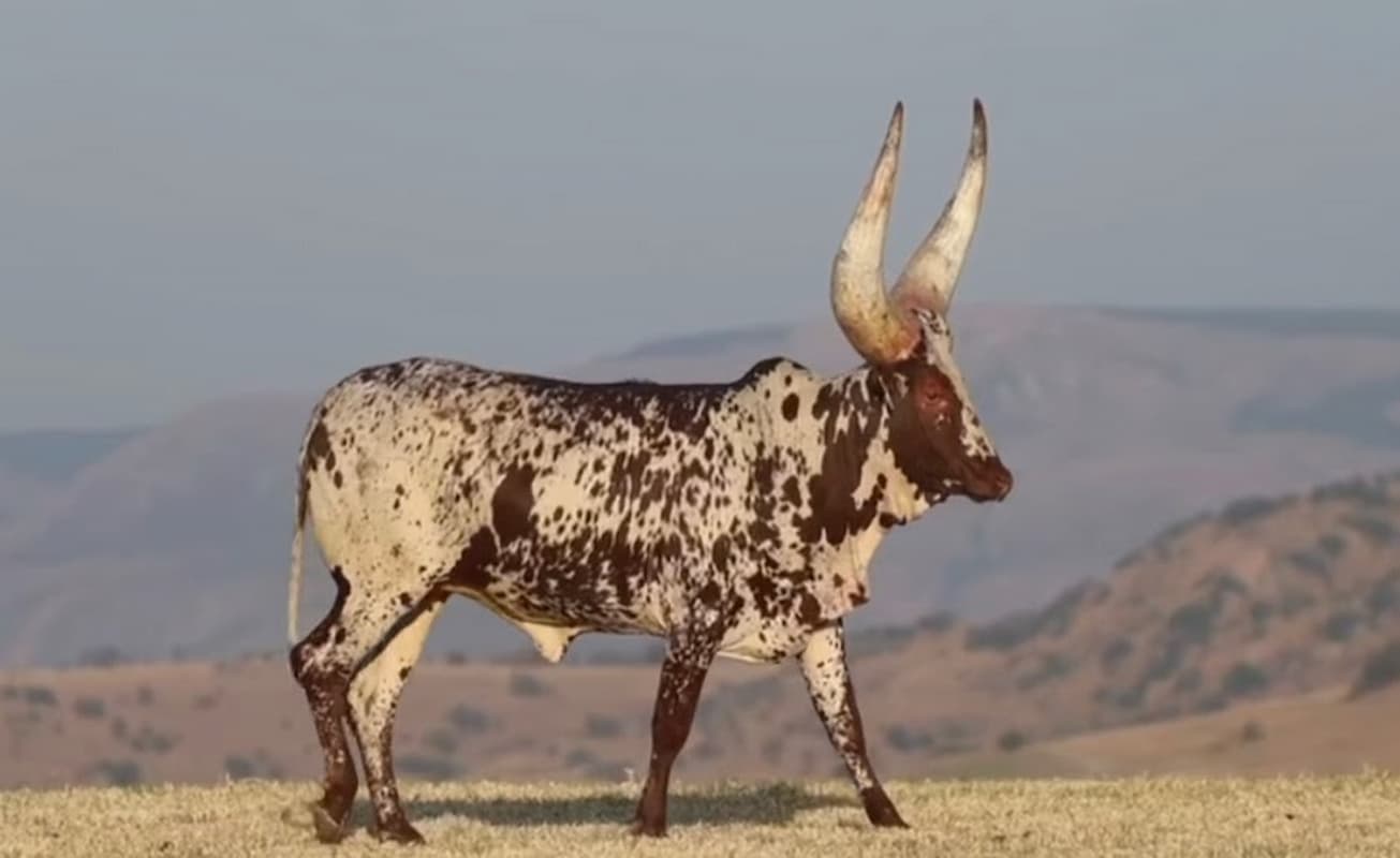 Queen Arusha, the ankole heifer. This image accompanies an article titled 'Ankole cow sells for record R6.4 million at Phala Phala'