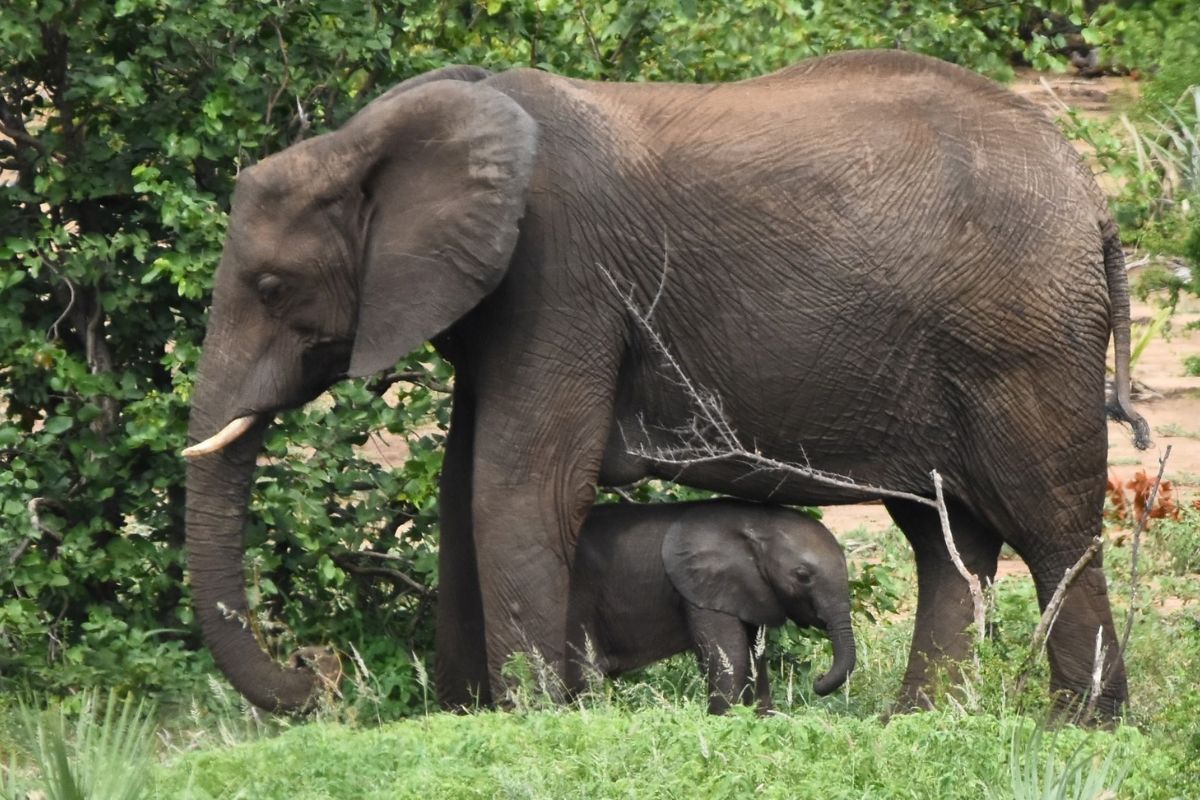 Successful conservation efforts are helping several species recover worldwide, offering hope despite alarming global wildlife declines.