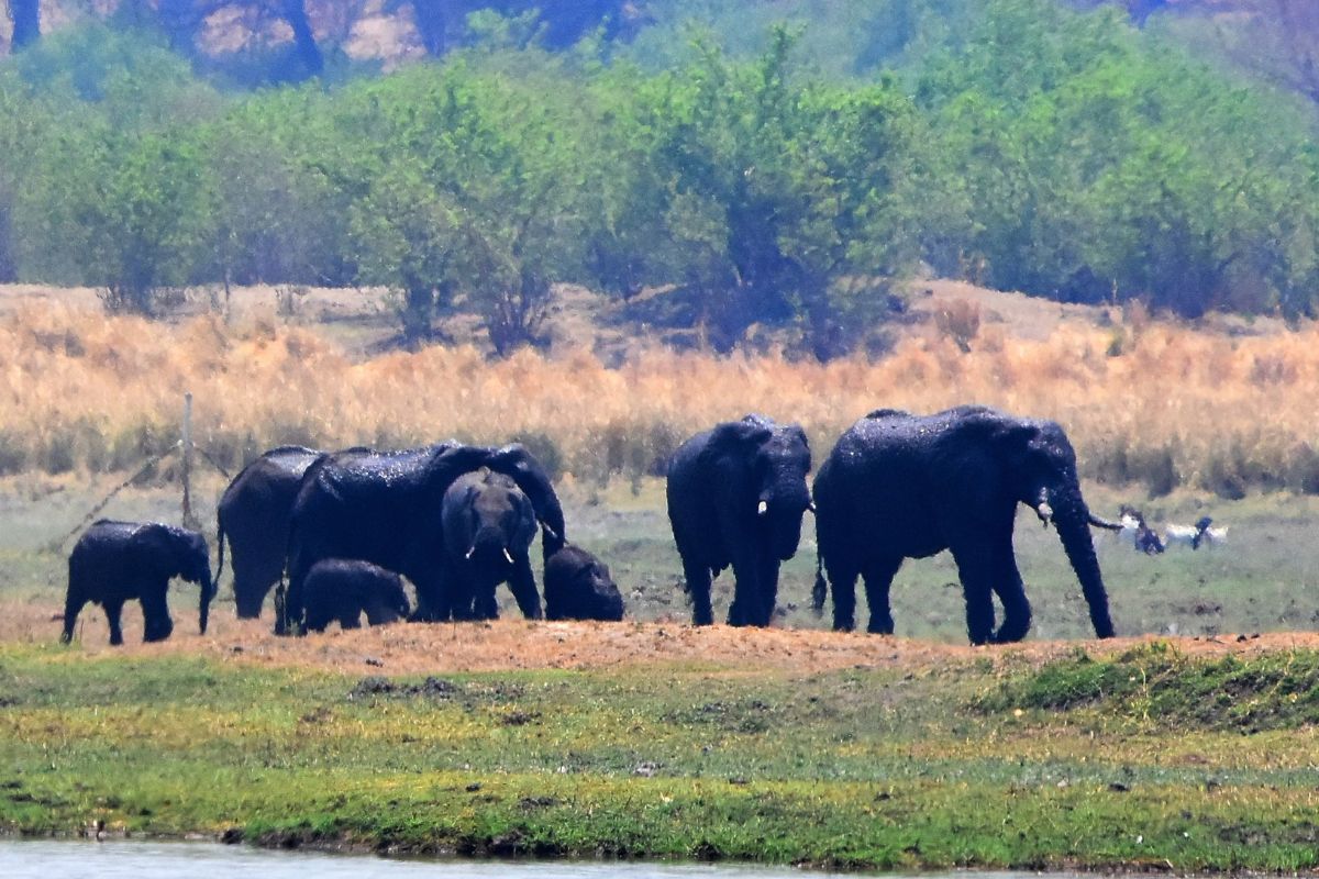 Killing elephants for Botswana’s 60th independence celebrations has sparked outrage from conservationists and activists.