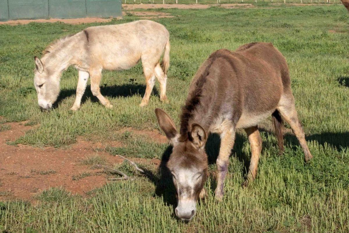 World Animal Day falls on 4 October, and at least one sanctuary celebrates St Francis with donkeys, blessings, memories and animal love.