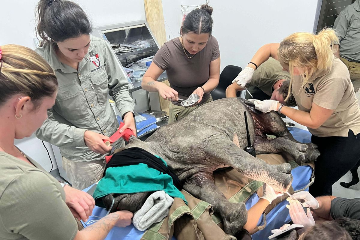 Saving a rescued rhino calf requires urgent treatment and public support. Find out how you can help a vulnerable calf.